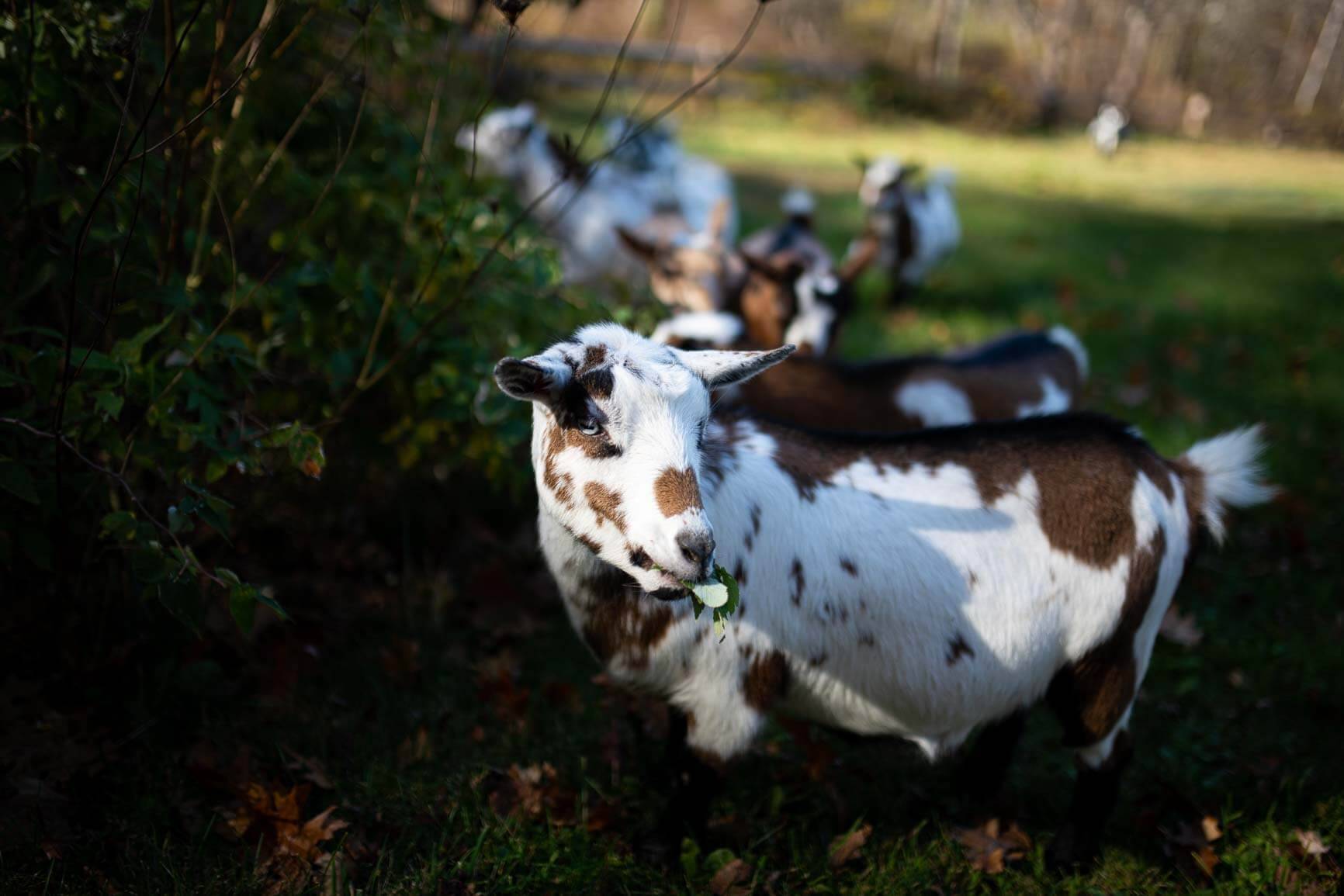 Instasized-Harmony-Hill-Farm